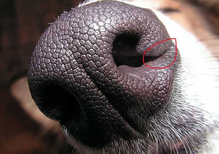Dogs_nose-wikimedia-768x540.jpg