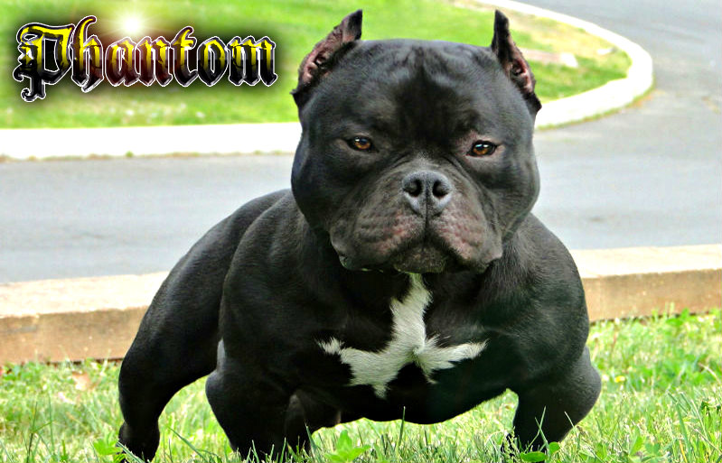 bent-exotic-bully-pitbull.jpg