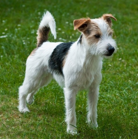 rashondenwijzer-dreamstimeparsonrussellterrier.jpg