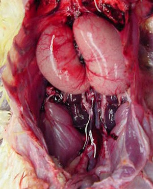 testes-in-abdominal-cavity.jpg