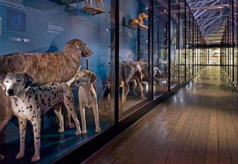 SnoW Leopard in Natural History Museum at Tring.jpg