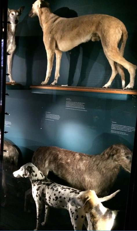 SnoW Leopard in Natural History Museum at Tring1.jpg