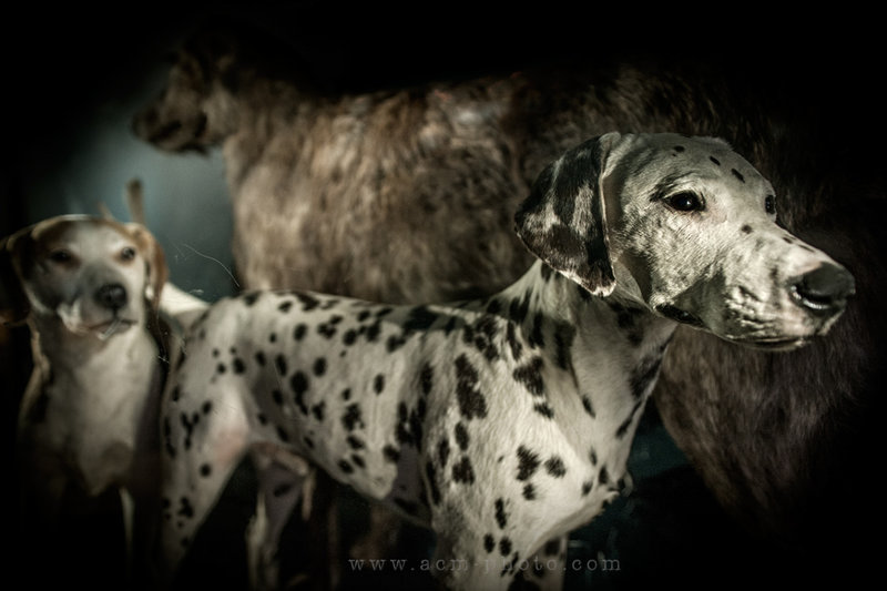 SnoW Leopard in Natural History Museum at Tring2.jpg