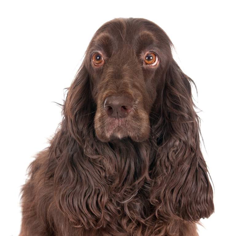 Field Spaniel.jpg