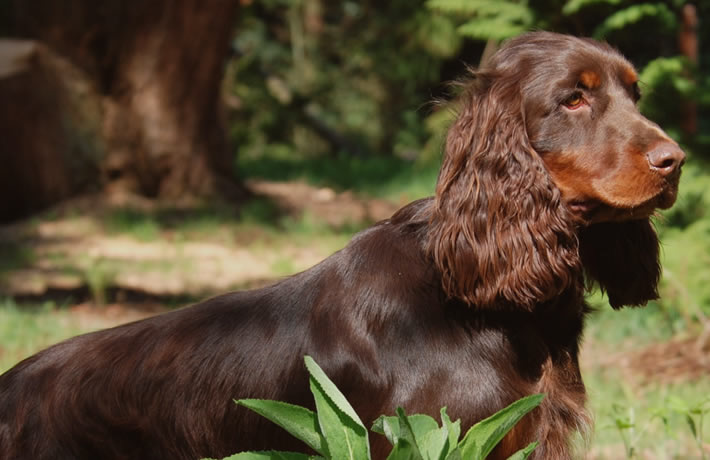 Field Spaniel2.jpg