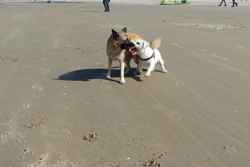 wijk aan zee 034.JPG