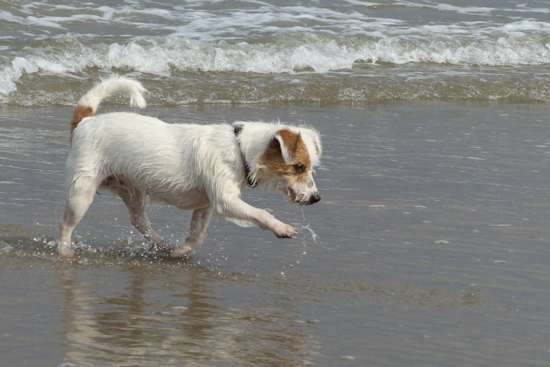 aan zee 096.JPG