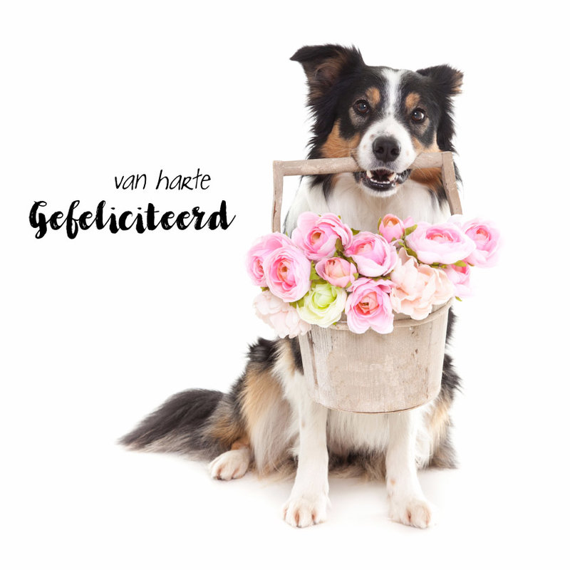 dieren-verjaardagskaart-border-collie-bloemen.jpg