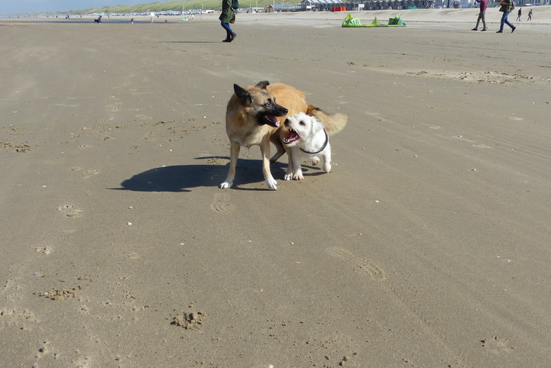 wijk aan zee 033.JPG