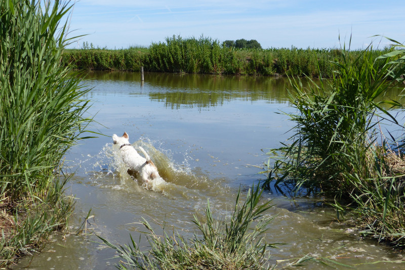 t. zwemt b.wijk polder 117.JPG