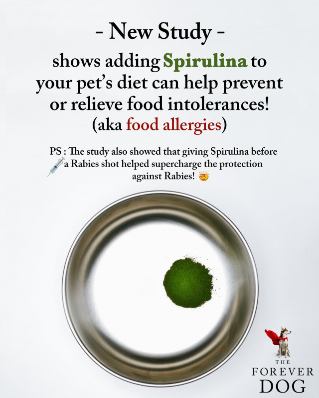 Spirulina.jpg