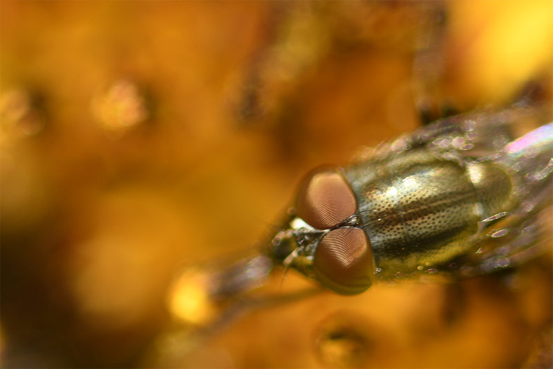 _DSC1460.jpg