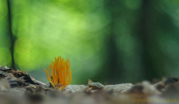 DSC_0052-2.jpg