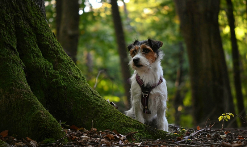 DSC_1847-01.jpeg