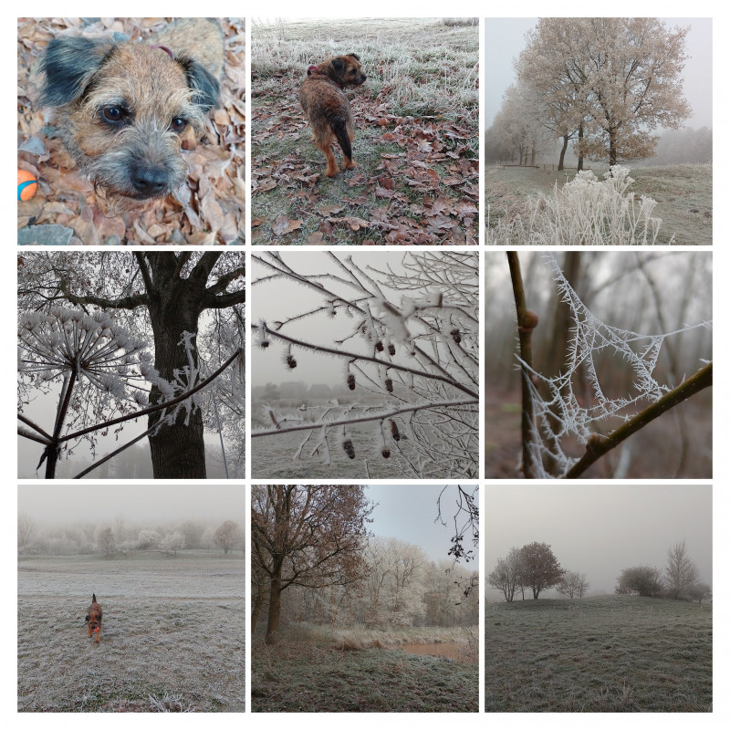 IMG_20221213_093620-COLLAGE.jpg