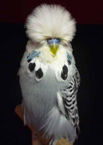vogel1.jpg