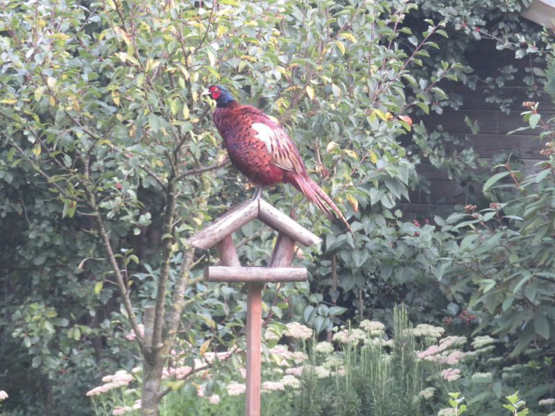 IMG_0050.jpeg