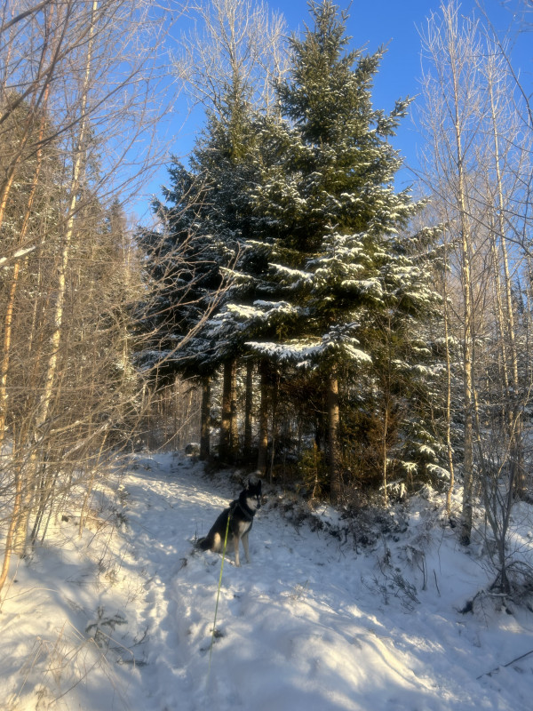 IMG_4174.jpeg