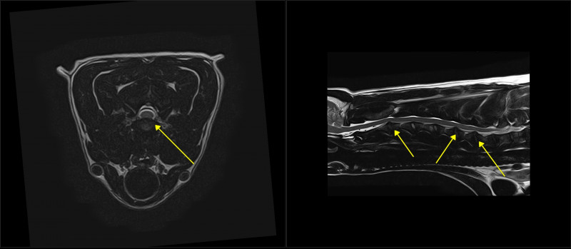 Fritzi MRI.jpg