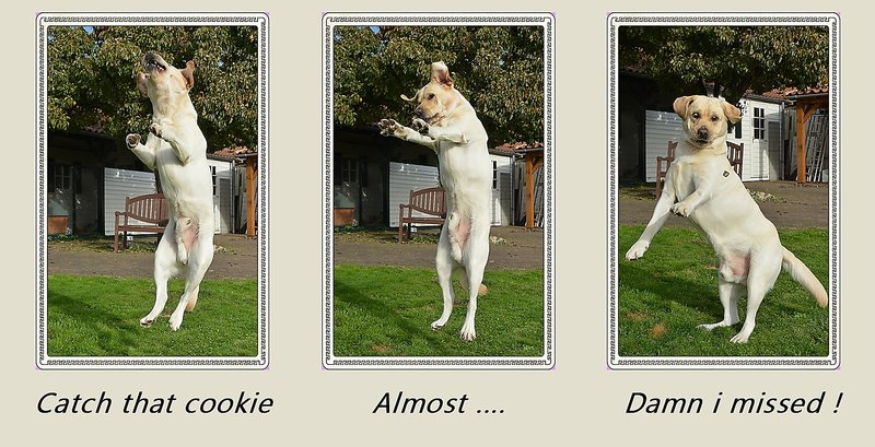 catch that cookie.jpg