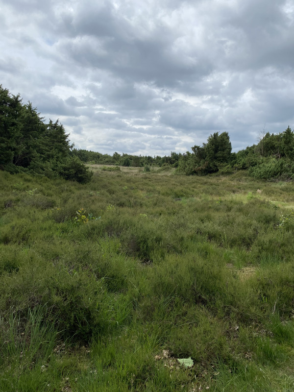 IMG_0518.jpeg