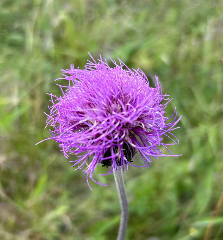 IMG_5505.jpeg