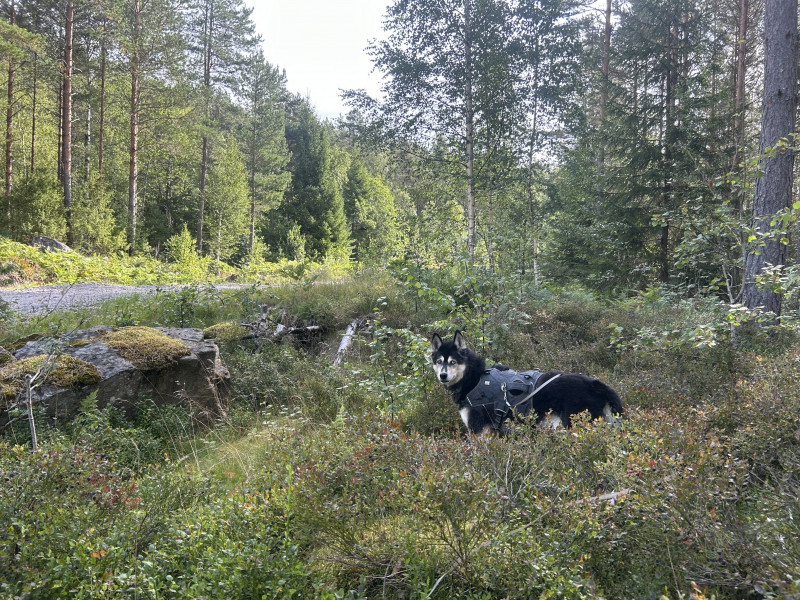 IMG_8017.jpeg