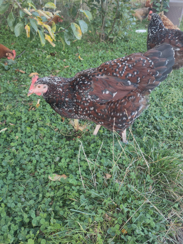 Jane