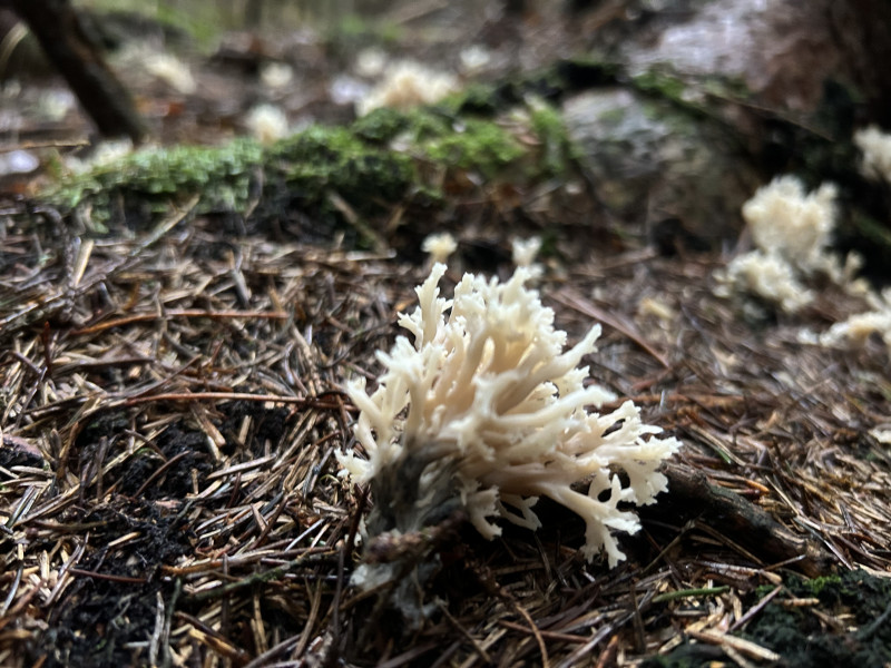 IMG_8765.jpeg