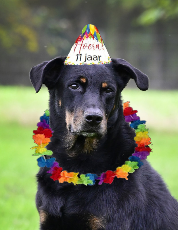 Odin-11-jaar.jpg