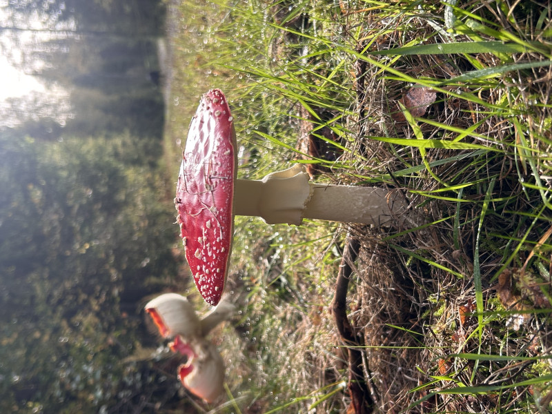 IMG_1104.jpeg