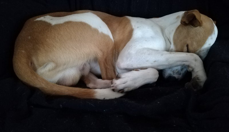 Moritz, onze 'pup'
