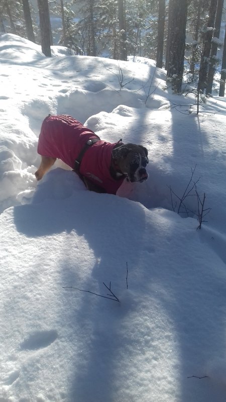 laika eisdiele.jpg
