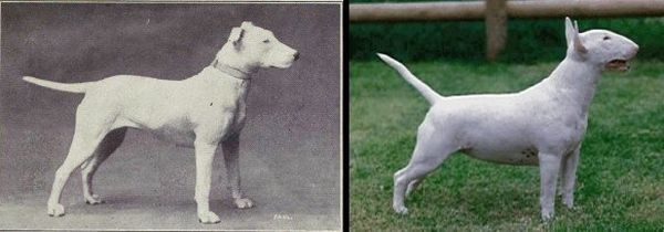 Geschiedenis-BullTerrier_nieuw.jpg
