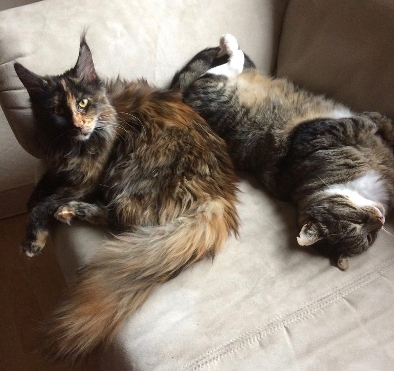 Pixie en Tommie.jpg
