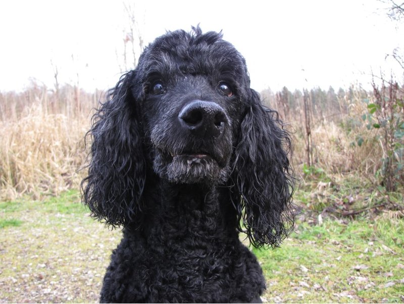 Charlie zijn verwarring, het woord bos zeggen terwijl je al in het bos bent.