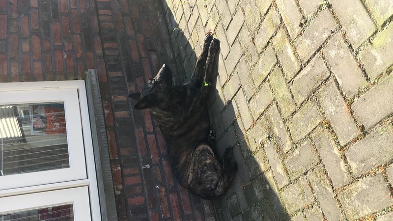 Hier lagen zijn poten nog net in de zon... niet de bedoeling