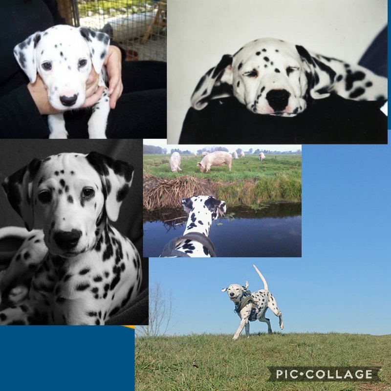 Collage 2019-03-15 07_13_40.jpg