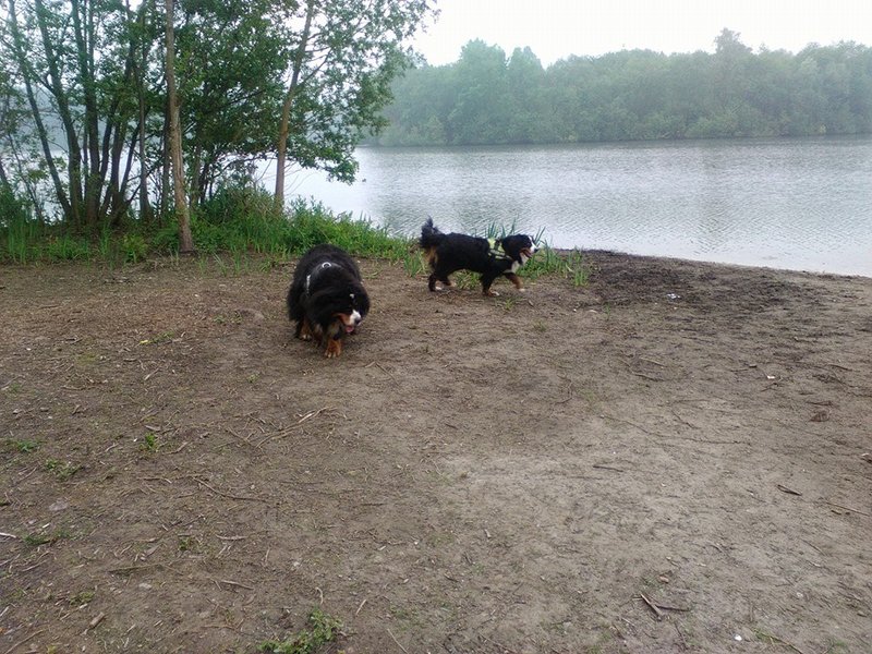 Kami & Laika weerde vijver 15 mei 2018.jpg