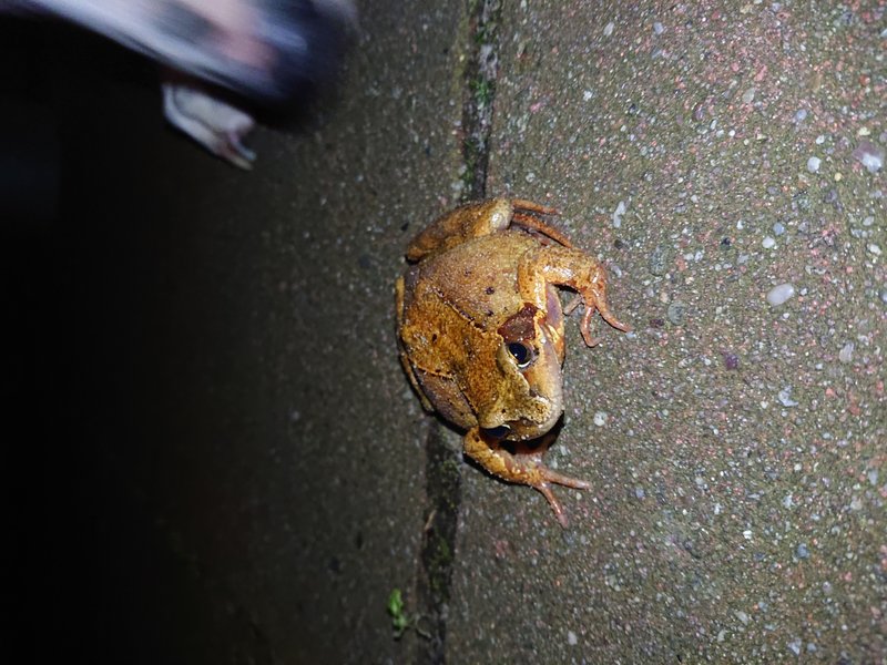 DSC_0514.JPG