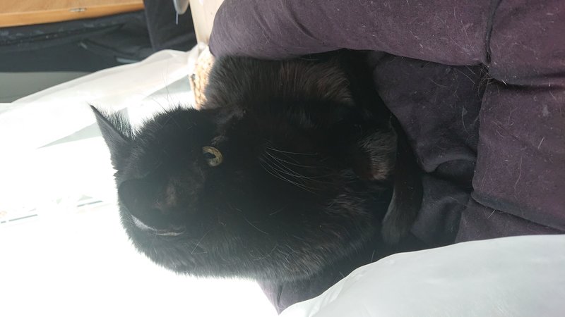 IMG-20190406-WA0010.jpeg