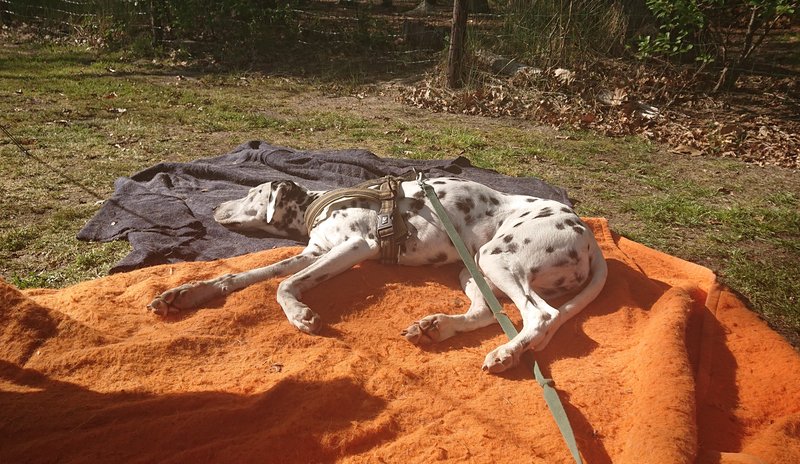 Bakken in de zon na de lange wandeling