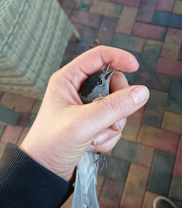 Vogeltje gered, had zich vast gevlogen in het afwashok. Was uitgeput