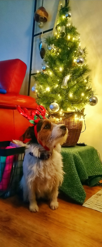 Onze boom met kerst(b) engel.