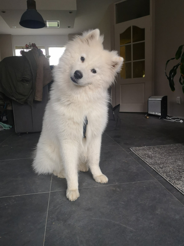 Snowy
