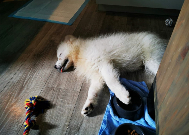 Pupper