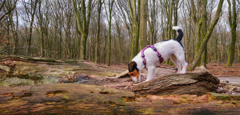 DSC_2667-02.jpeg