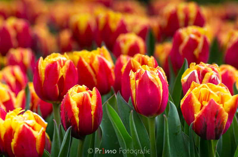 130415-KRN_3343-010.jpg