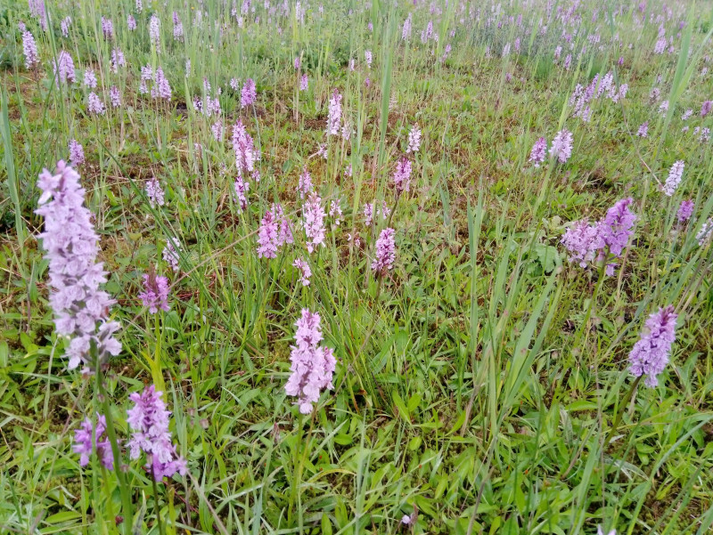 20200618_091852.jpg