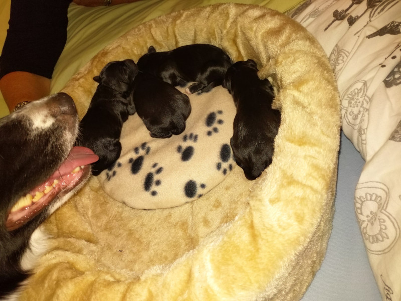 Pups geboren.jpg